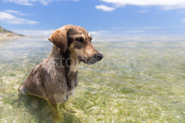 Stok fotoğraf: Köpekler · deniz · Hint · okyanus · su · Seyşeller