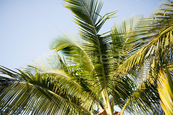 palm tree over blue sky with white clouds Stock photo © dolgachov