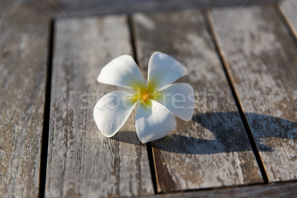 Branco belo exótico flor madeira Foto stock © dolgachov