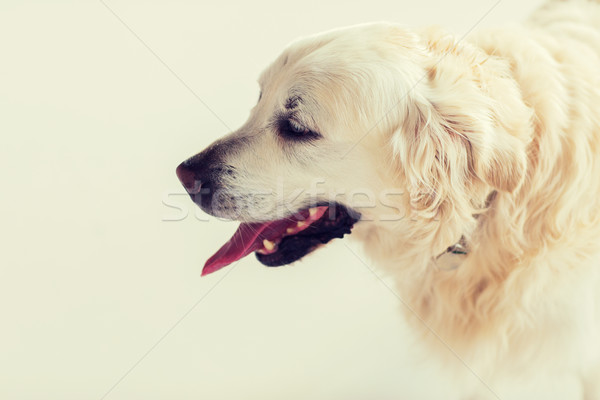 Golden retriever hond geneeskunde huisdieren dieren Stockfoto © dolgachov