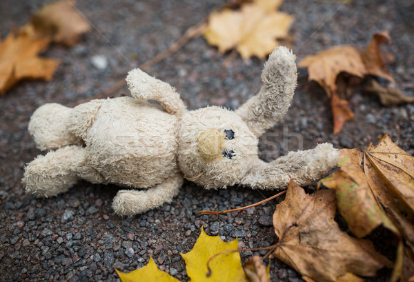 toy rabbit and autumn leaves on road or ground Stock photo © dolgachov