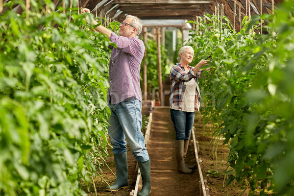 Stock photo: senior couple working at farm greenhouse