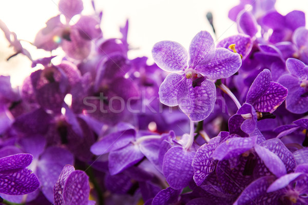 violet or purple ascocenda orchid flowers Stock photo © dolgachov