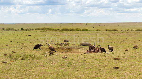 vultures eating carrion in savannah at africa Stock photo © dolgachov