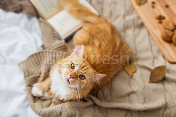 Kırmızı kedi battaniye ev sonbahar Evcil Stok fotoğraf © dolgachov