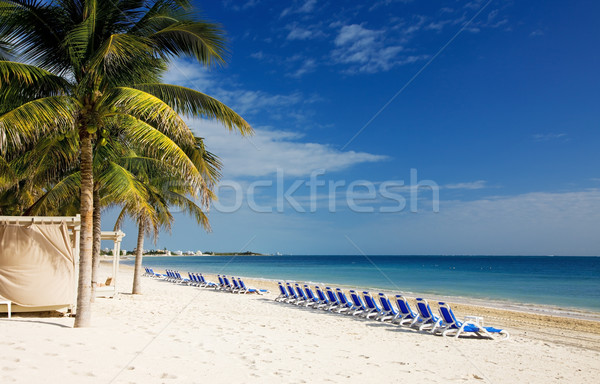 tropical resort Stock photo © dolgachov