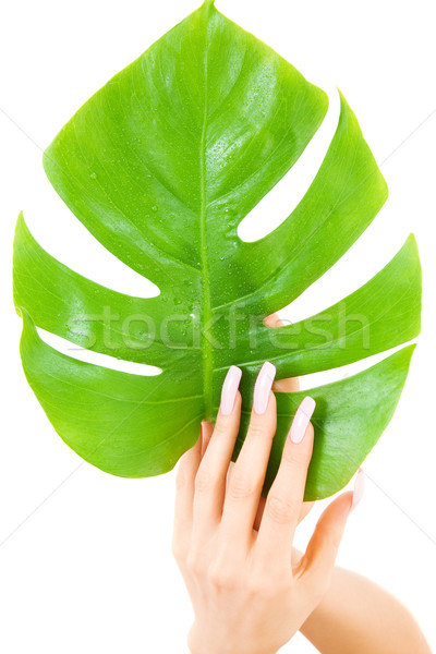 female hands with green leaf Stock photo © dolgachov