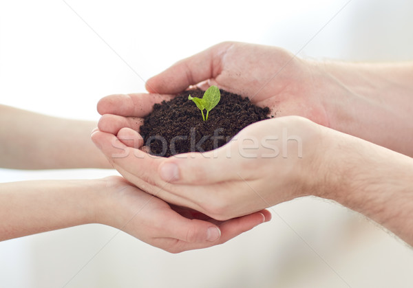 close up of father and girl hands holding sprout Stock photo © dolgachov