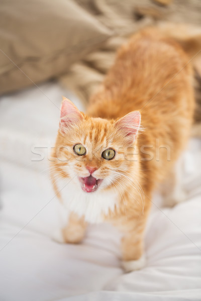 red tabby cat mewing in bed at home Stock photo © dolgachov