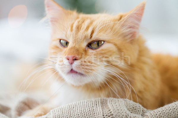 red tabby cat lying on blanket at home in winter Stock photo © dolgachov