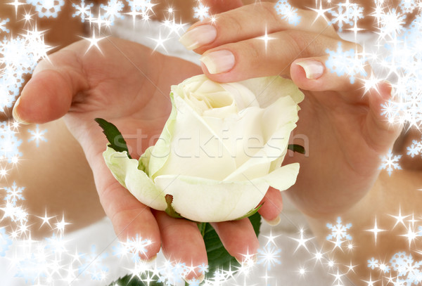 Capullo de rosa mujer hermosa manos nina salud Foto stock © dolgachov