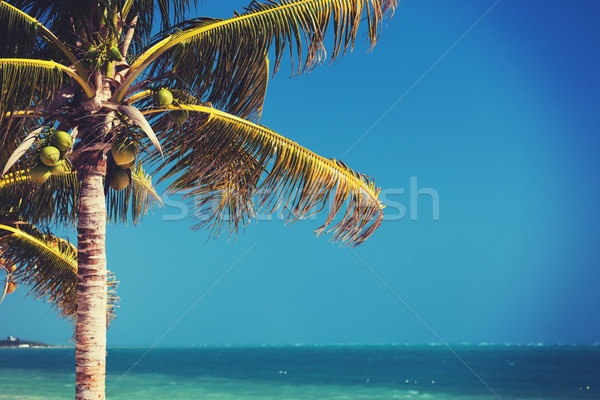 palm tree over blue sky with white clouds Stock photo © dolgachov