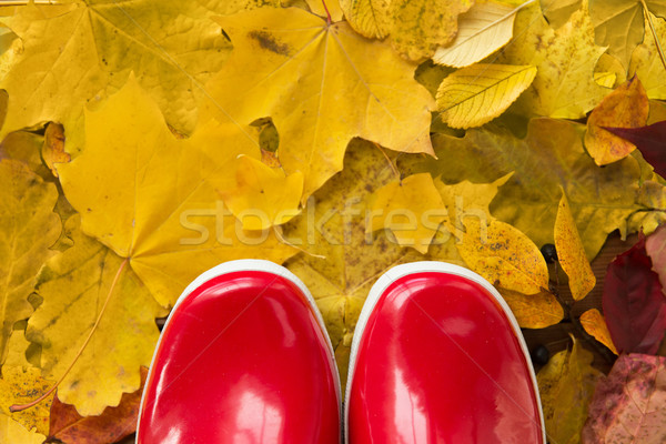 close up of red rubber boots on autumn leaves Stock photo © dolgachov