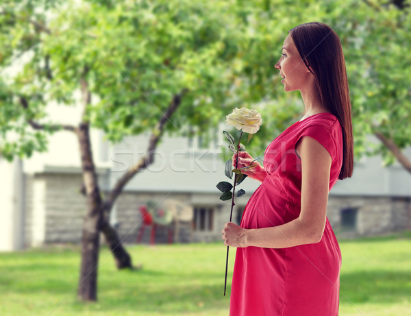 Stok fotoğraf: Mutlu · hamile · kadın · gül · çiçek · gebelik · annelik