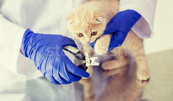 close up of vet with clipper cutting cat nail Stock photo © dolgachov