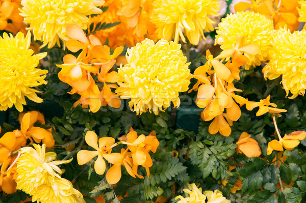 beautiful yellow chrysanthemums and orchid flowers Stock photo © dolgachov