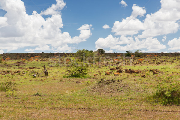 impala or antelopes grazing in savannah at africa Stock photo © dolgachov