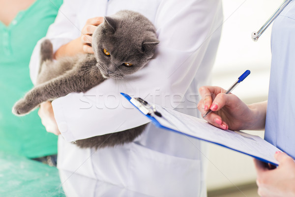 close up of vet with cat and clipboard at clinic Stock photo © dolgachov