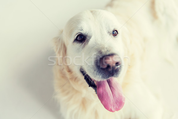 Közelkép golden retriever kutya gyógyszer díszállatok állatok Stock fotó © dolgachov