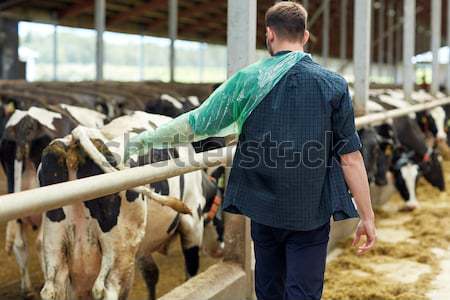 Stock photo: young man with tablet pc and cows on dairy farm