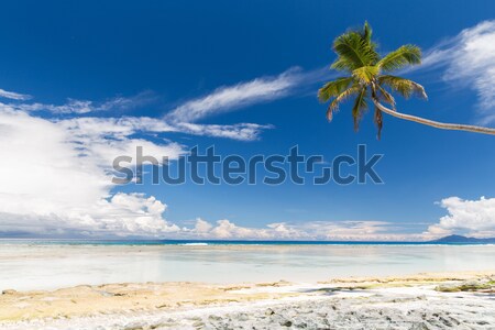 island beach in indian ocean on seychelles Stock photo © dolgachov