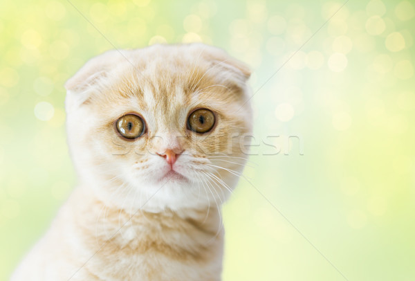 Stock photo: close up of scottish fold kitten