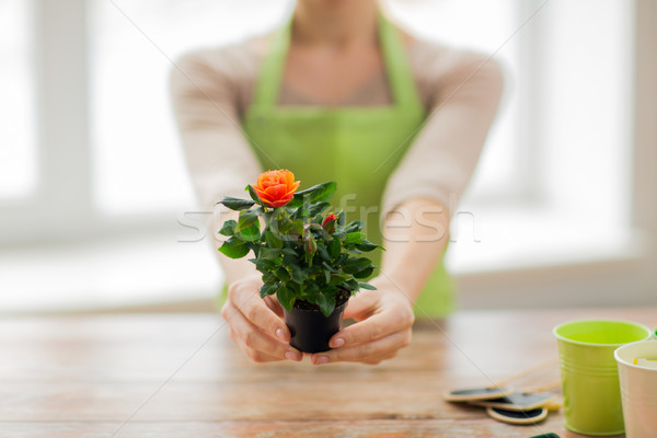 Stock foto: Frau · Hände · halten · Rosen · Busch