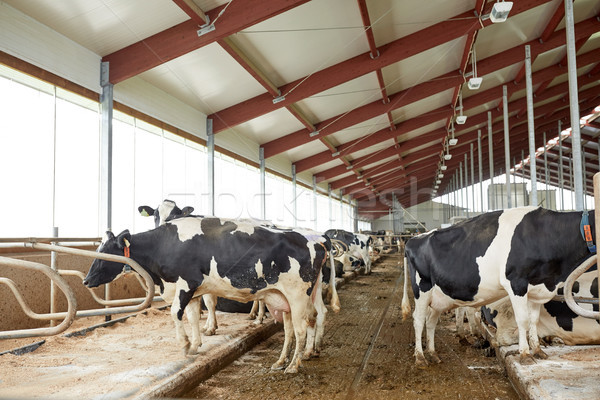 Turma vaci stabil lactat fermă agricultură Imagine de stoc © dolgachov