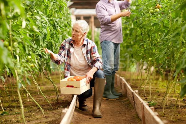 old woman picking tomatoes up at farm greenhouse Stock photo © dolgachov