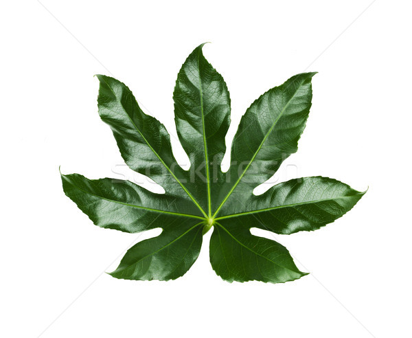 green leaves on white background Stock photo © dolgachov