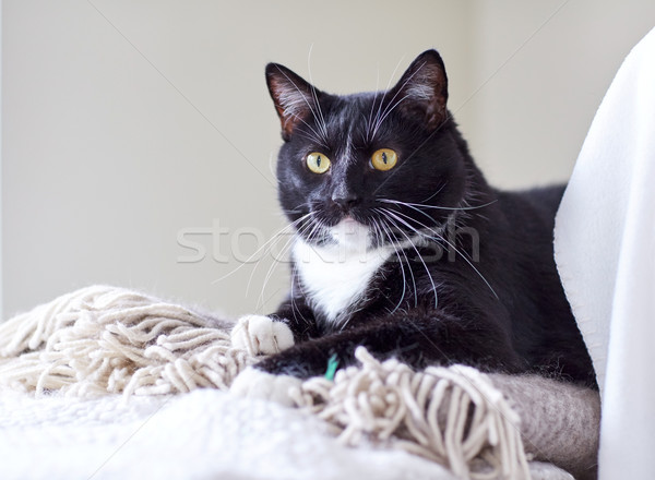Stock fotó: Feketefehér · macska · kockás · otthon · díszállatok · háziállatok