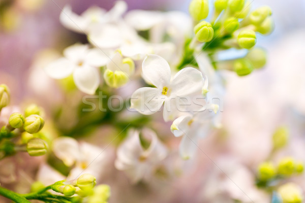 close up of beautiful lilac flowers Stock photo © dolgachov