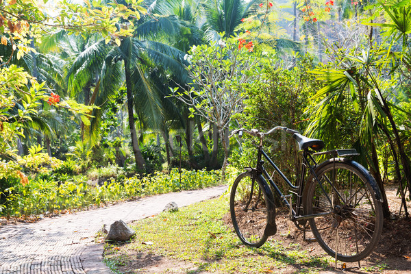 Bicikli út egzotikus nyár park természet Stock fotó © dolgachov