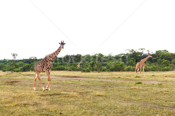 group of giraffes walking along savannah at africa Stock photo © dolgachov