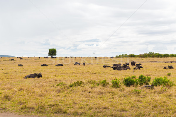 buffalo bulls grazing in savannah at africa Stock photo © dolgachov