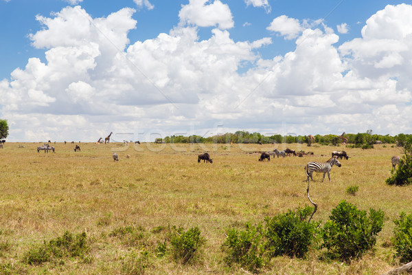 Csoport növényevő állatok szavanna Afrika állat Stock fotó © dolgachov