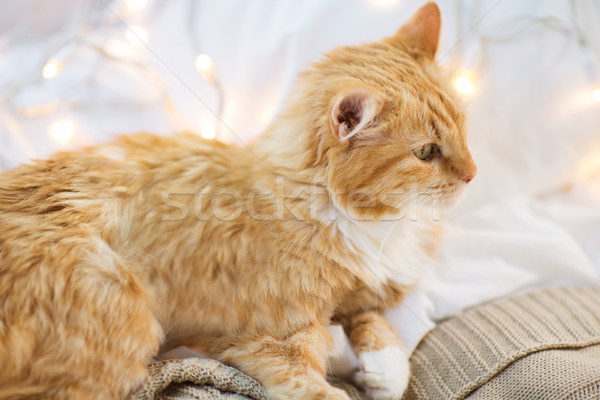 red cat lying on blanket at home at christmas Stock photo © dolgachov