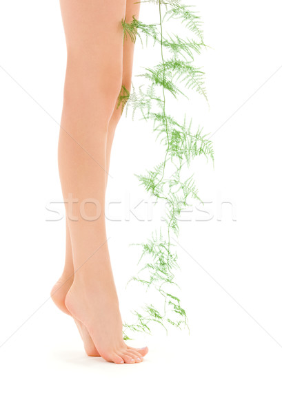 female legs with green plant Stock photo © dolgachov