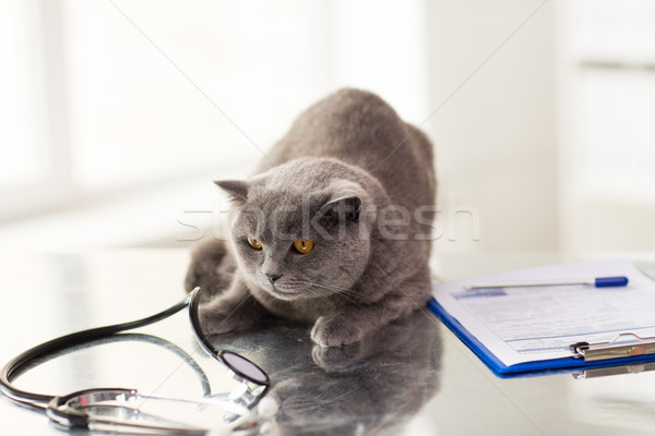 [[stock_photo]]: Britannique · chat · vétérinaire · clinique · médecine