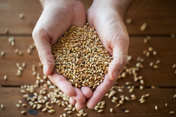 Stock photo: male farmers hands holding malt or cereal grains