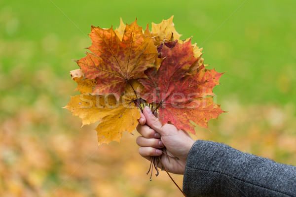 Foto stock: Mulher · mãos · outono · bordo · folhas