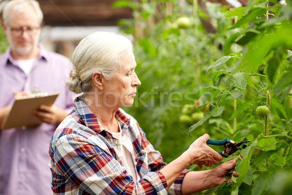 Senior mulher jardim fazenda estufa Foto stock © dolgachov