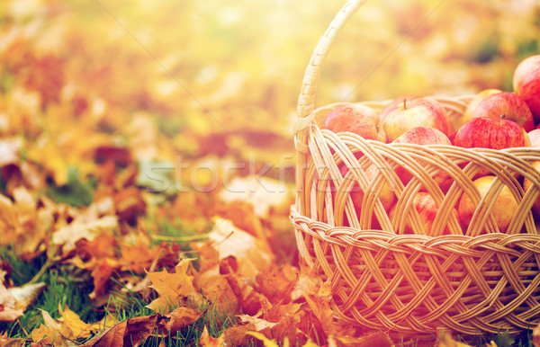 Stock photo: wicker basket of ripe red apples at autumn garden