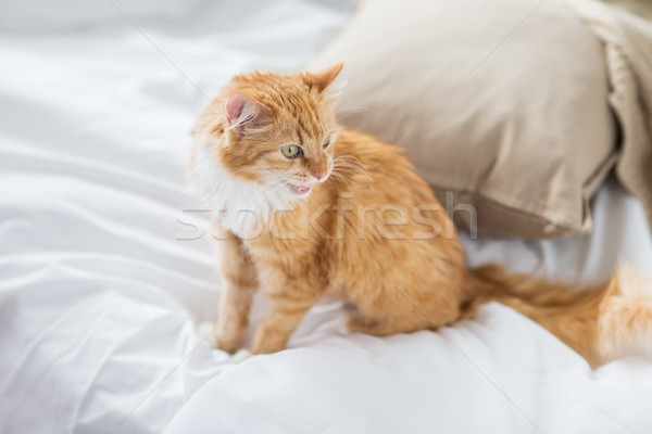red tabby cat at home in bed Stock photo © dolgachov