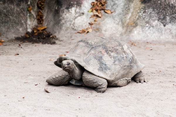 giant tortoise outdoors on seychelles Stock photo © dolgachov