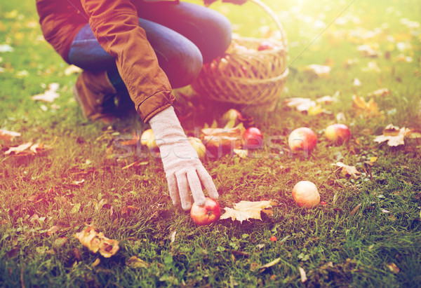 woman with basket picking apples at autumn garden Stock photo © dolgachov