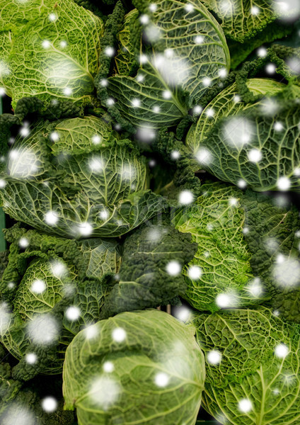 Stock photo: close up of savoy cabbages