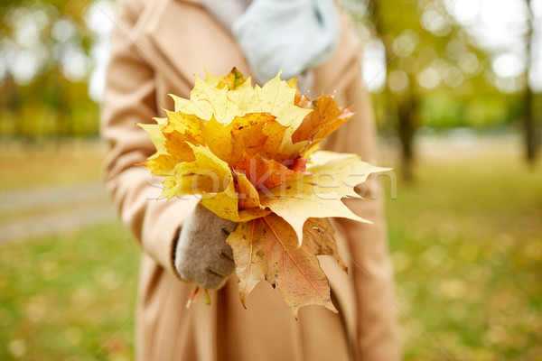 Frau Ahorn Blätter Herbst Park Stock foto © dolgachov