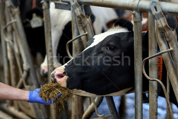 hand feeding cow with hay in cowshed at dairy farm Stock photo © dolgachov