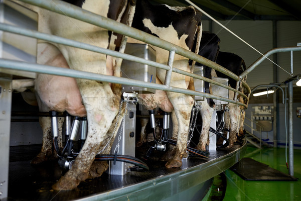 cows and milking machine at rotary parlour on farm Stock photo © dolgachov